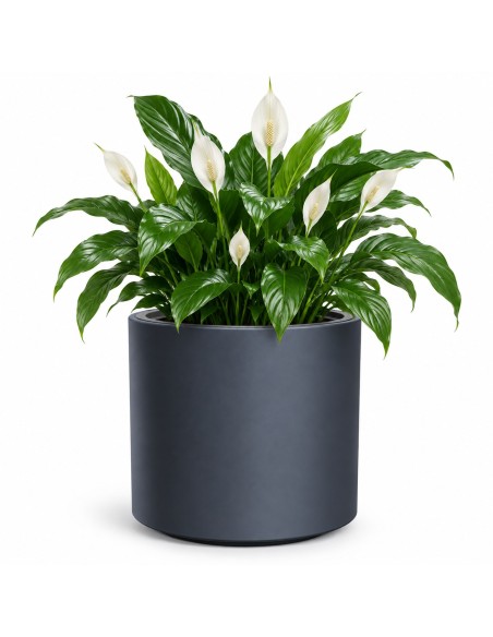Blumentopf rund Ø47 × 45 cm Matt, 74 L – Anthrazit | Töpferkönig