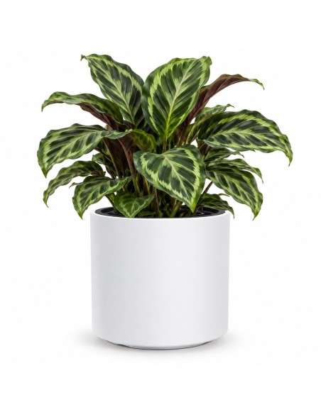 Maceta redonda Ø30 × 29 cm mate, 19 L – Blanco | Töpferkönig