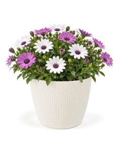 Sierpot rond L Ø22 × 18 cm geribbeld, 5,2 L – Crème