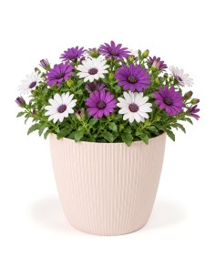 Übertopf rund L Ø22 × 18 cm Gerillt, 5,2 L – Hellrosa