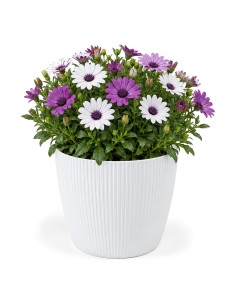 Cubremacetas redondo L Ø22 × 18 cm estriado, 5,2 L – Blanco