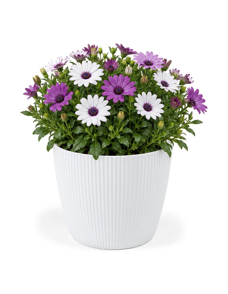 Cache-pot rond L Ø22 × 18 cm strié, 5,2 L – Blanc