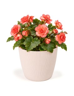 Cache-pot rond M Ø19 × 15 cm strié, 3 L – Rose clair