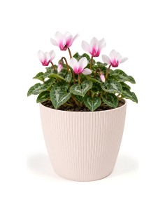 Coprivaso rotondo S Ø16 × 13 cm rigato, 1,9 L – Rosa chiaro