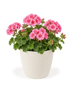 Cubremacetas redondo XL Ø26 × 21 cm estriado, 8,5 L – Crema