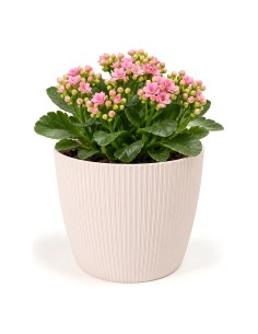 Sierpot rond XS Ø14 × 11 cm geribbeld, 1,3 L – Lichtroze