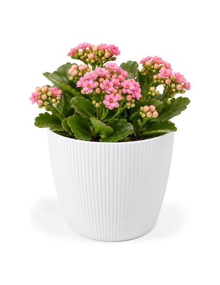 Sierpot rond XS Ø14 × 11 cm geribbeld, 1,3 L – Wit