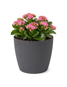 Übertopf rund XS Ø14 × 11 cm Gerillt, 1,3 L – Anthrazit