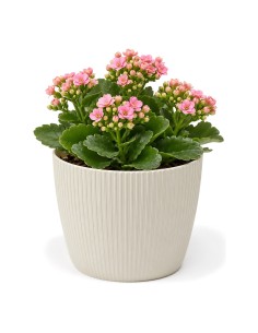 Cubremacetas redondo XS Ø14 × 11 cm estriado, 1,3 L – Blanco algodón