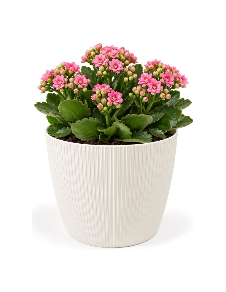Cache-pot rond XS Ø14 × 11 cm strié, 1,3 L – Crème