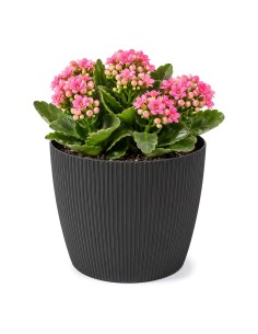 Sierpot rond XS Ø14 × 11 cm geribbeld, 1,3 L – Zwart
