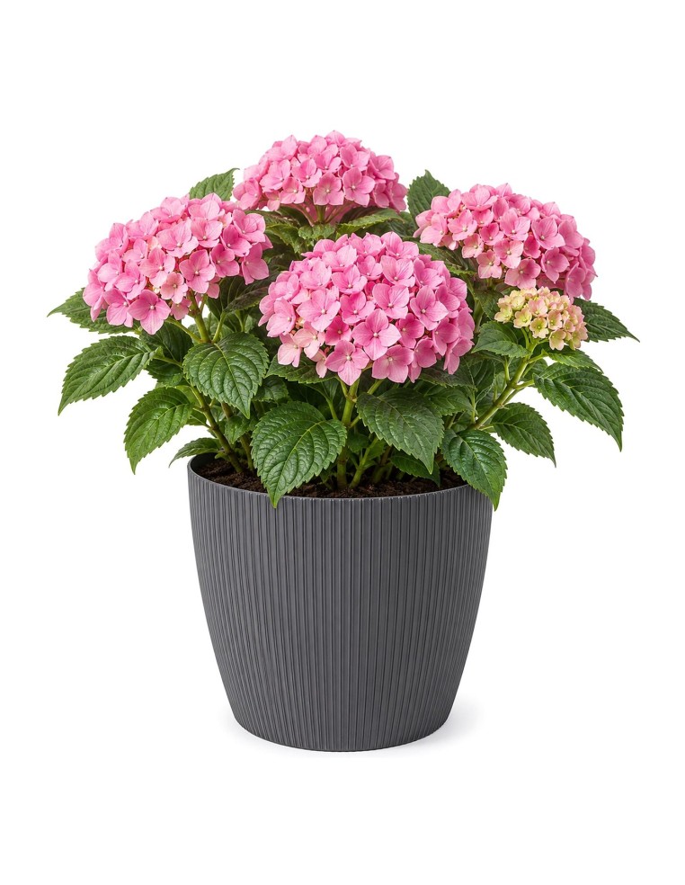 Sierpot rond XXL Ø30 × 25 cm geribbeld, 15,6 L – Antraciet