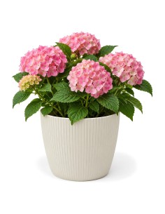 Cubremacetas redondo XXL Ø30 × 25 cm estriado, 15,6 L – Blanco algodón