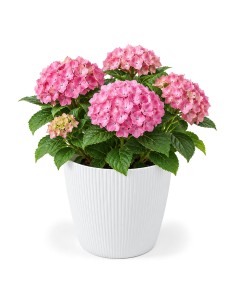 Cubremacetas redondo XXL Ø30 × 25 cm estriado, 15,6 L – Blanco