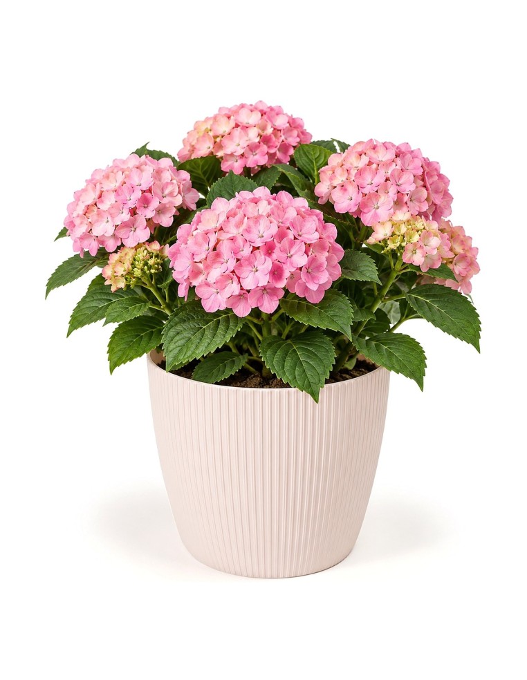 Cubremacetas redondo XXL Ø30 × 25 cm estriado, 15,6 L – Rosa claro