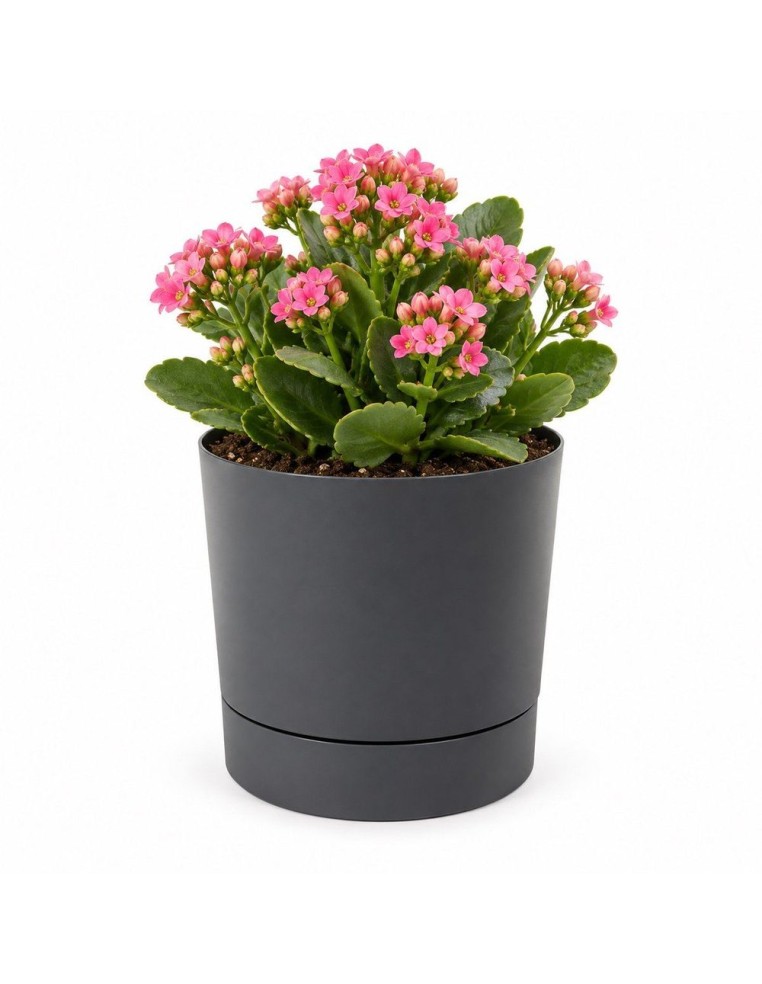 Cubremacetas redondo Ø13 × 13 cm mate, 1,1 L – Antracita | Töpferkönig