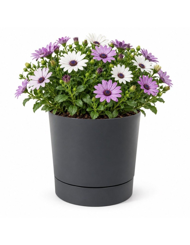 Cubremacetas redondo Ø20 × 21 cm mate, 4,7 L – Antracita | Töpferkönig