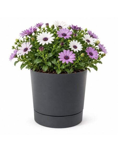 Cache-pot rond Ø20 × 21 cm mat, 4,7 L – Anthracite | Töpferkönig