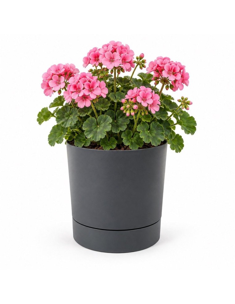 Coprivaso rotondo Ø23 × 24 cm opaco, 7 L – Antracite | Töpferkönig