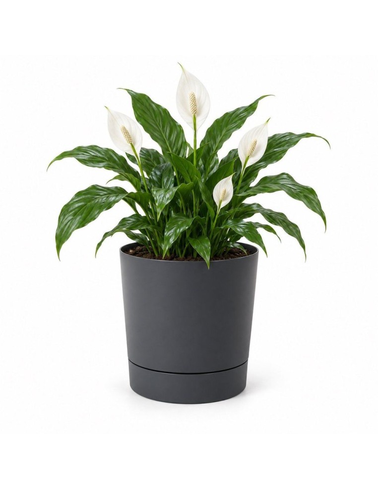 Übertopf rund Ø28 × 30 cm Matt, 13 L – Anthrazit | Töpferkönig