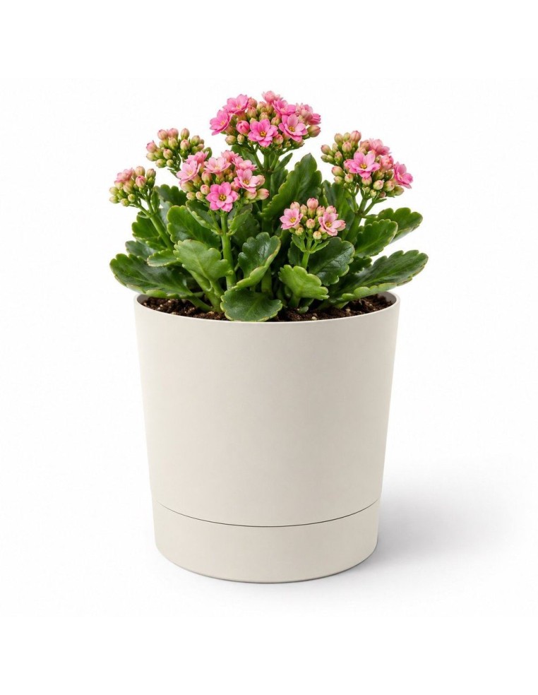 Cubremacetas redondo Ø13 × 13 cm mate, 1,1 L – Blanco algodón | Töpferkönig