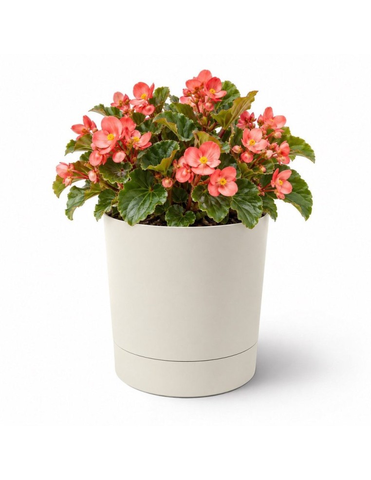 Cubremacetas redondo Ø18 × 19 cm mate, 2,5 L – Blanco algodón | Töpferkönig