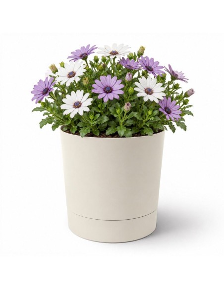 Cubremacetas redondo Ø20 × 21 cm mate, 4,7 L – Blanco algodón | Töpferkönig