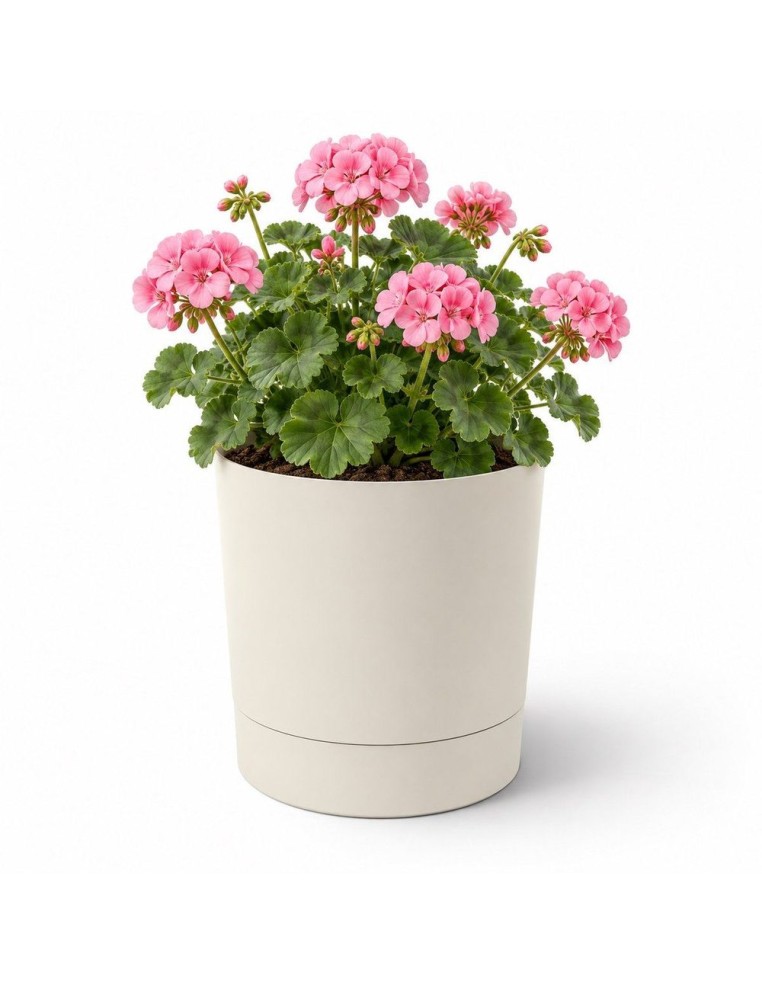 Sierpot rond Ø23 × 24 cm mat, 7 L – Katoenwit | Töpferkönig