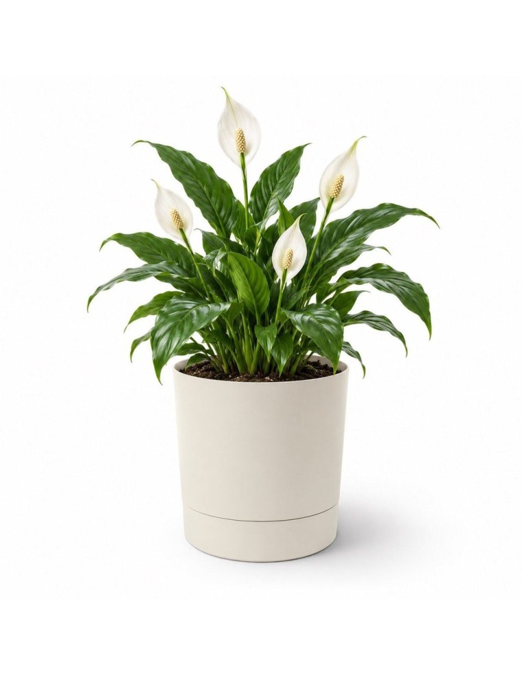 Cache-pot rond Ø28 × 30 cm mat, 13 L – Coton | Töpferkönig