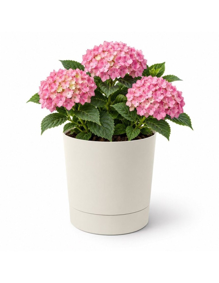 Cubremacetas redondo Ø33 × 34 cm mate, 20 L – Blanco algodón | Töpferkönig