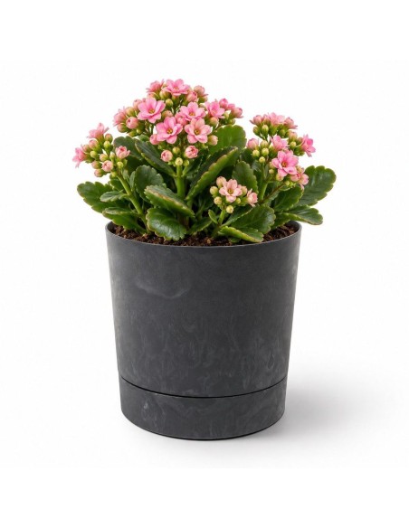 Übertopf rund Ø13 × 13 cm Beton-Optik, 1,1 L – Beton Schwarz | Töpferkönig