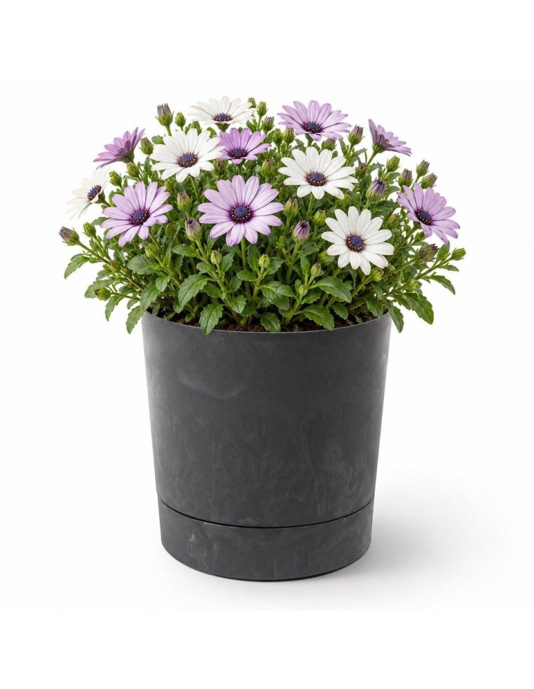 Sierpot rond Ø20 × 21 cm betonlook, 4,7 L – Betonzwart | Töpferkönig