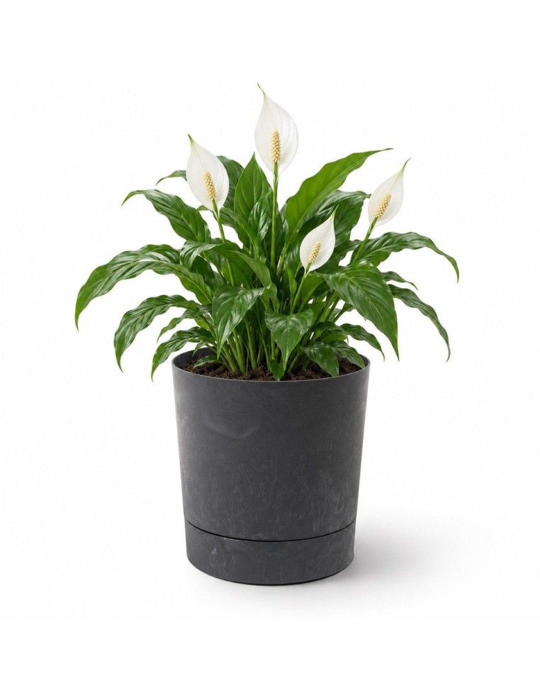 Cache-pot rond Ø28 × 30 cm aspect béton, 13 L – Béton noir | Töpferkönig