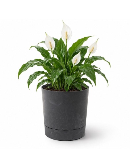 Cache-pot rond Ø28 × 30 cm aspect béton, 13 L – Béton noir | Töpferkönig