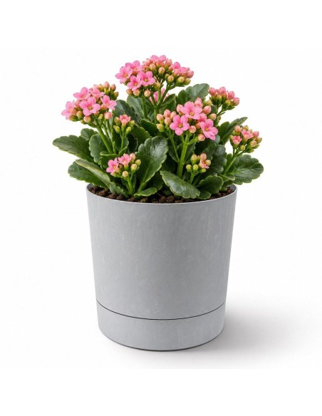 Cache-pot rond Ø13 × 13 cm aspect béton, 1,1 L – Béton gris | Töpferkönig