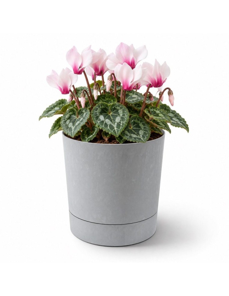 Coprivaso rotondo Ø15 × 15 cm effetto cemento, 1,8 L – Grigio cemento | Töpferkönig