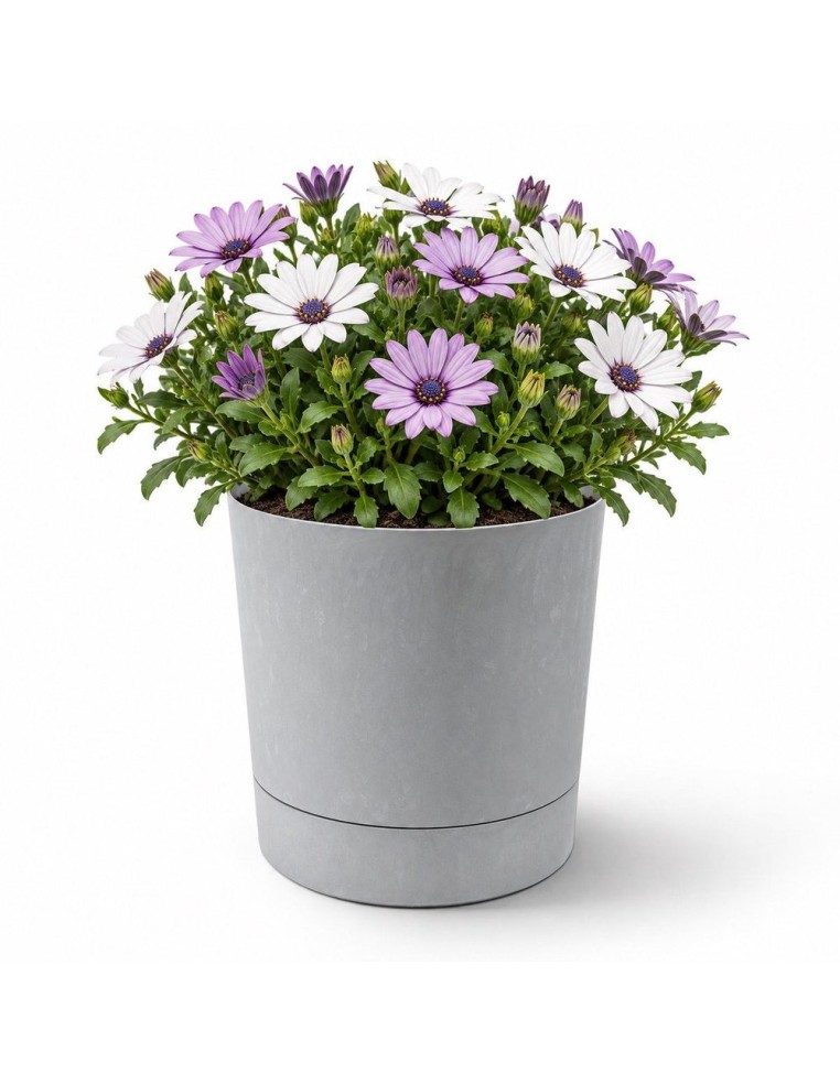 Cubremacetas redondo Ø20 × 21 cm efecto hormigón, 4,7 L – Gris hormigón | Töpferkönig
