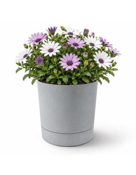 Cubremacetas redondo Ø20 × 21 cm efecto hormigón, 4,7 L – Gris hormigón | Töpferkönig