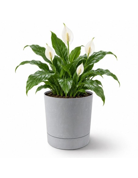Cubremacetas redondo Ø28 × 30 cm efecto hormigón, 13 L – Gris hormigón | Töpferkönig