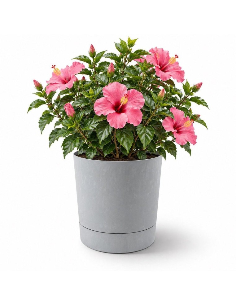 Cubremacetas redondo Ø38 × 40 cm efecto hormigón, 33 L – Gris hormigón | Töpferkönig