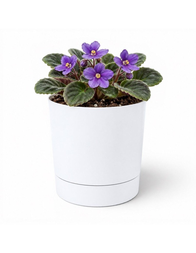 Sierpot rond Ø11 × 12 cm mat, 0,7 L – Wit | Töpferkönig