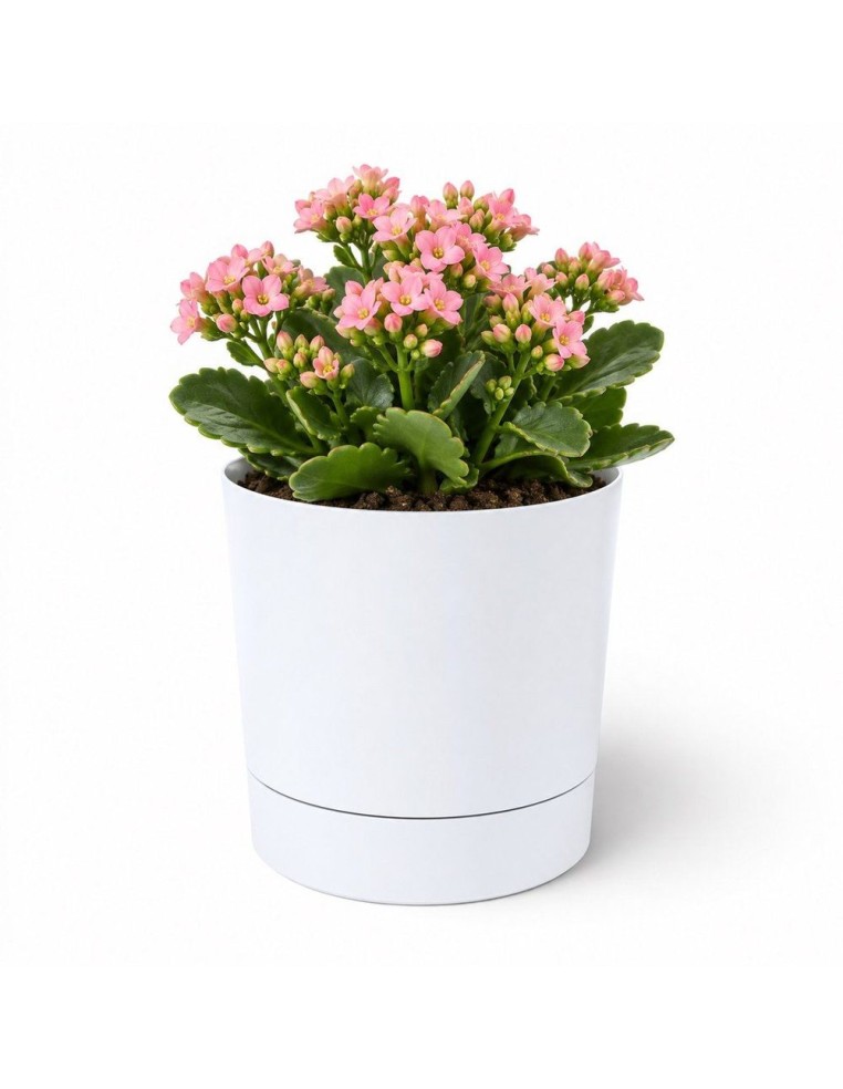Übertopf rund Ø13 × 13 cm Matt, 1,1 L – Weiß | Töpferkönig