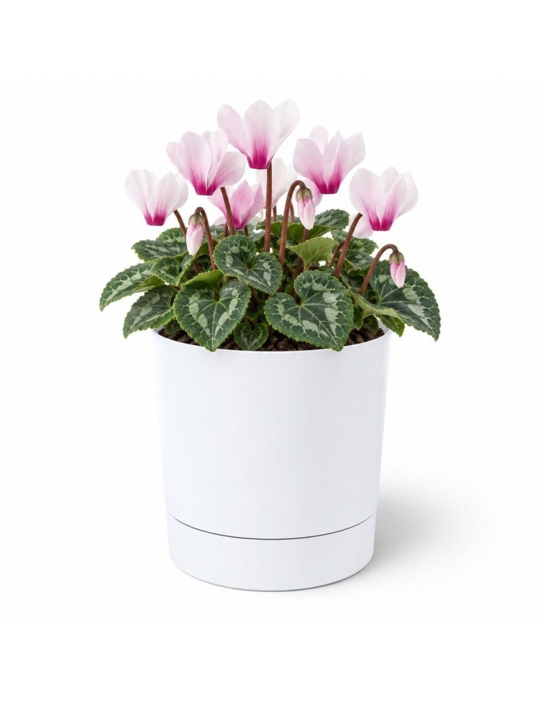 Cache-pot rond Ø15 × 15 cm mat, 1,8 L – Blanc | Töpferkönig