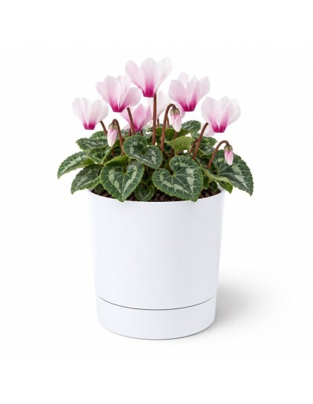Coprivaso rotondo Ø15 × 15 cm opaco, 1,8 L – Bianco | Töpferkönig