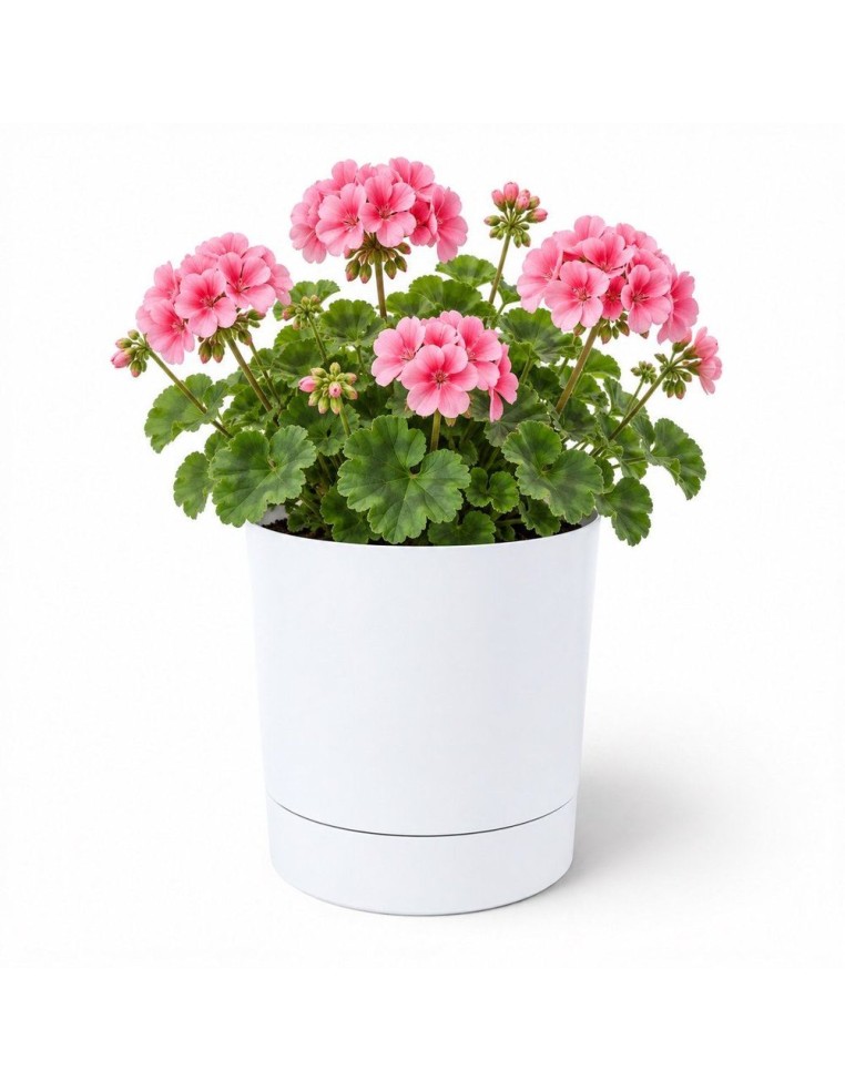 Sierpot rond Ø23 × 24 cm mat, 7 L – Wit | Töpferkönig
