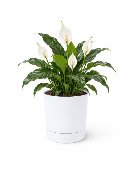 Übertopf rund Ø28 × 30 cm Matt, 13 L – Weiß | Töpferkönig