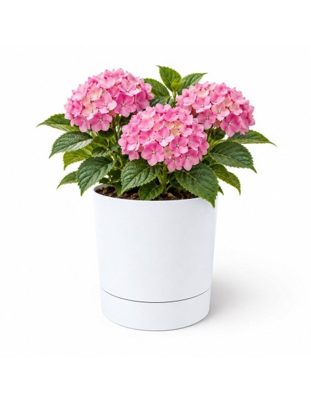 Coprivaso rotondo Ø33 × 34 cm opaco, 20 L – Bianco | Töpferkönig