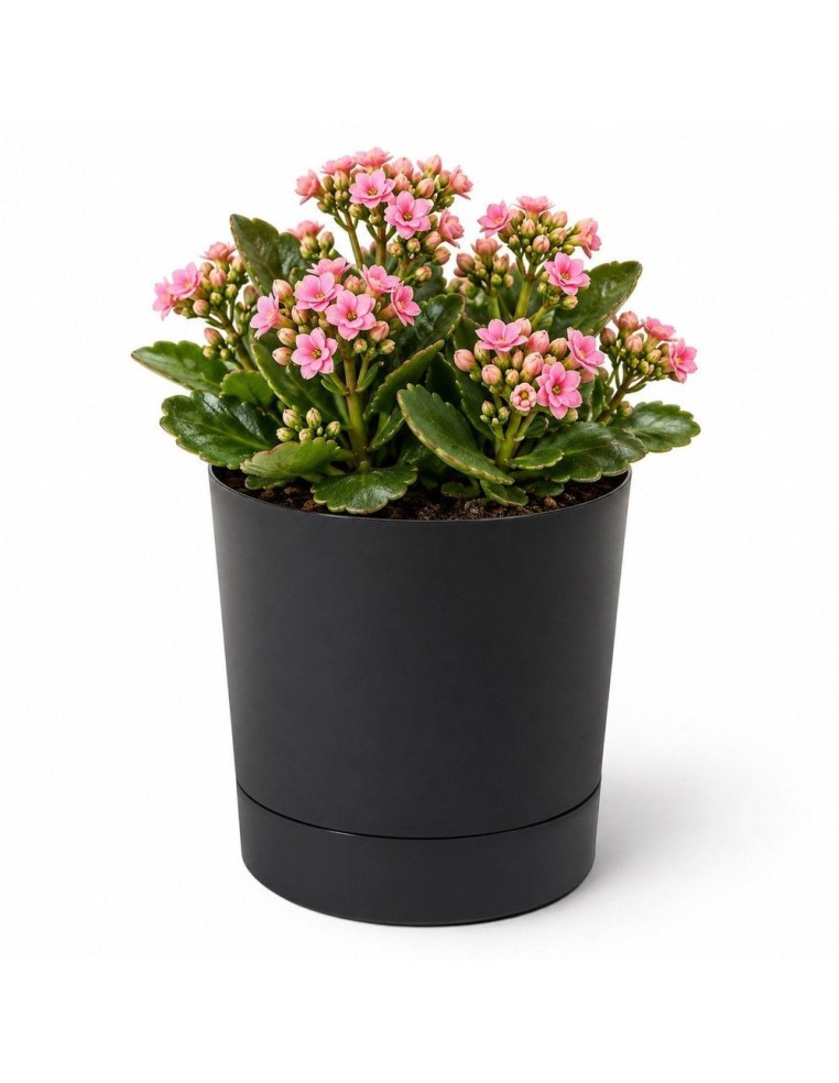 Cubremacetas redondo Ø13 × 13 cm mate, 1,1 L – Negro | Töpferkönig