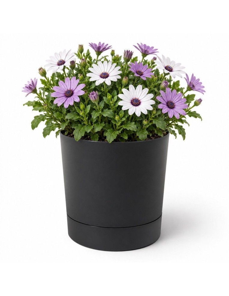 Übertopf rund Ø20 × 21 cm Matt, 4,7 L – Schwarz | Töpferkönig