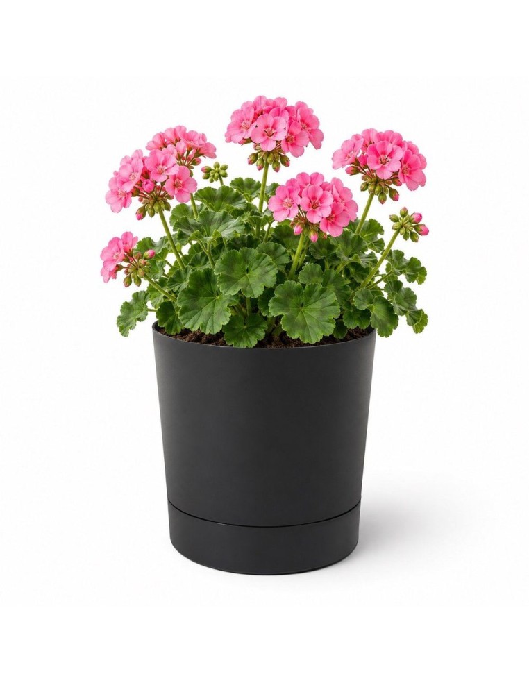 Cubremacetas redondo Ø23 × 24 cm mate, 7 L – Negro | Töpferkönig